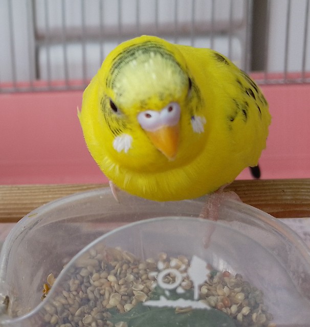 f:id:koichobi:20250203103305j:image f:id:koichobi:20250203103305j:image