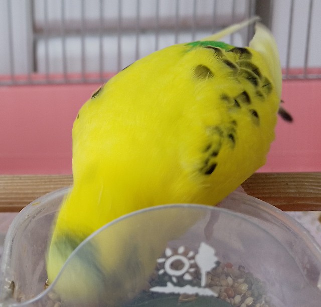 f:id:koichobi:20250203103320j:image f:id:koichobi:20250203103320j:image