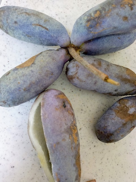 f:id:koichobi:20251109145600j:image