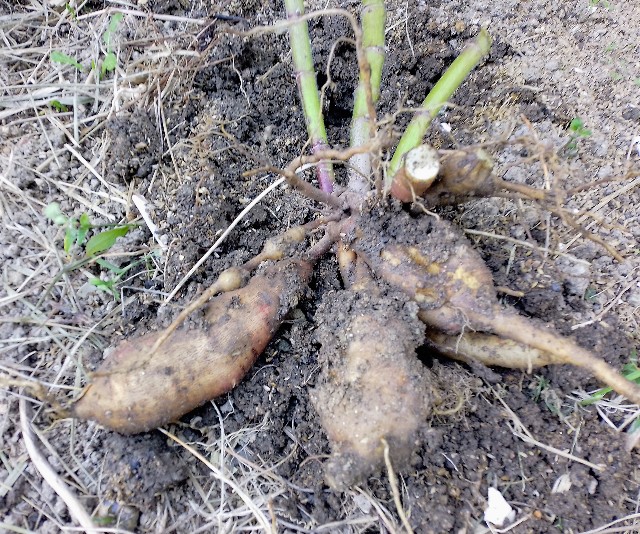 f:id:koichobi:20251127064701j:image