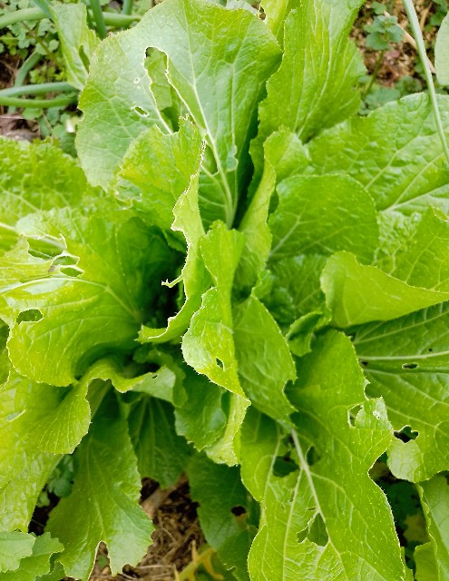 f:id:koichobi:20251202052003j:image f:id:koichobi:20251202052003j:image