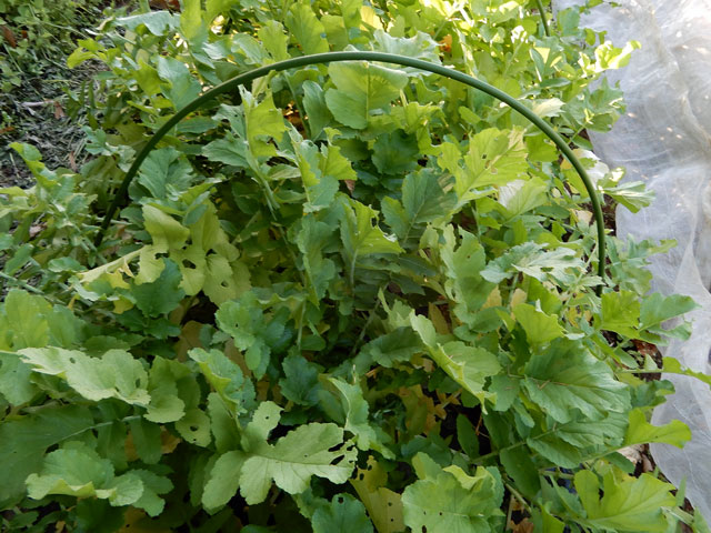 f:id:koike51:20191117202528j:image:w299:left f:id:koike51:20191117202528j:image:w299:left