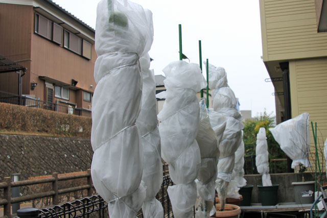 2024年 果樹の防寒対策 - じぃじ・ばぁばの気ままに! のんびりと!!