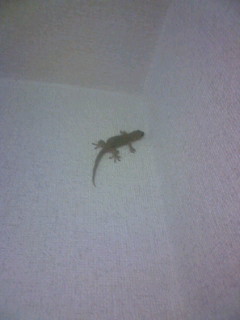 f:id:koikesan:20080816051554j:image