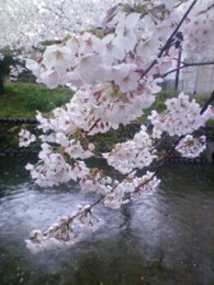 f:id:koikesan:20090404145116j:image