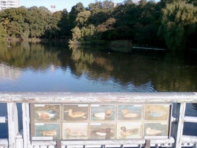 f:id:koikesan:20101106072604j:image