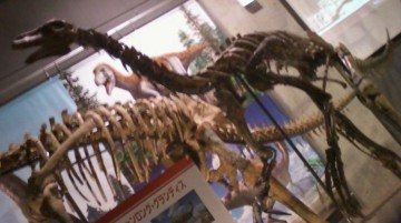 f:id:koikesan:20110808164437j:image