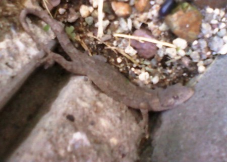f:id:koikesan:20120504200541j:image