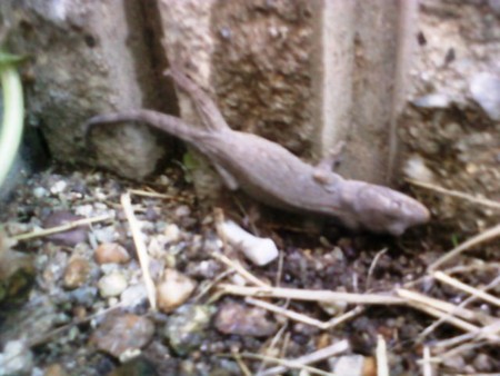 f:id:koikesan:20120504200542j:image