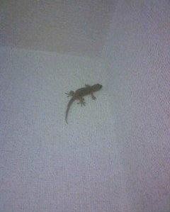 f:id:koikesan:20120504200945j:image