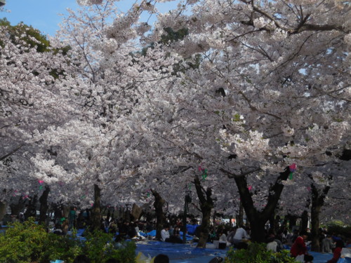 f:id:koikesan:20160402144611j:image