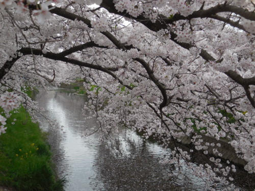 f:id:koikesan:20160403135857j:image