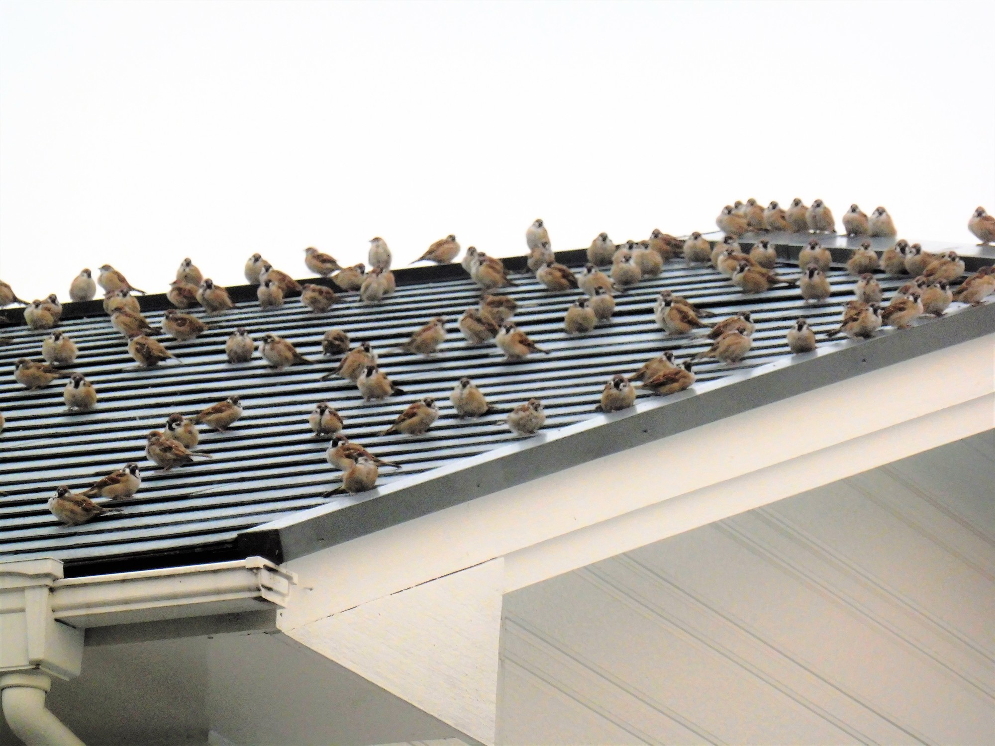 f:id:koikesan:20171005172152j:plain