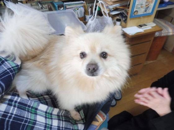 f:id:koikesan:20171209211956j:image