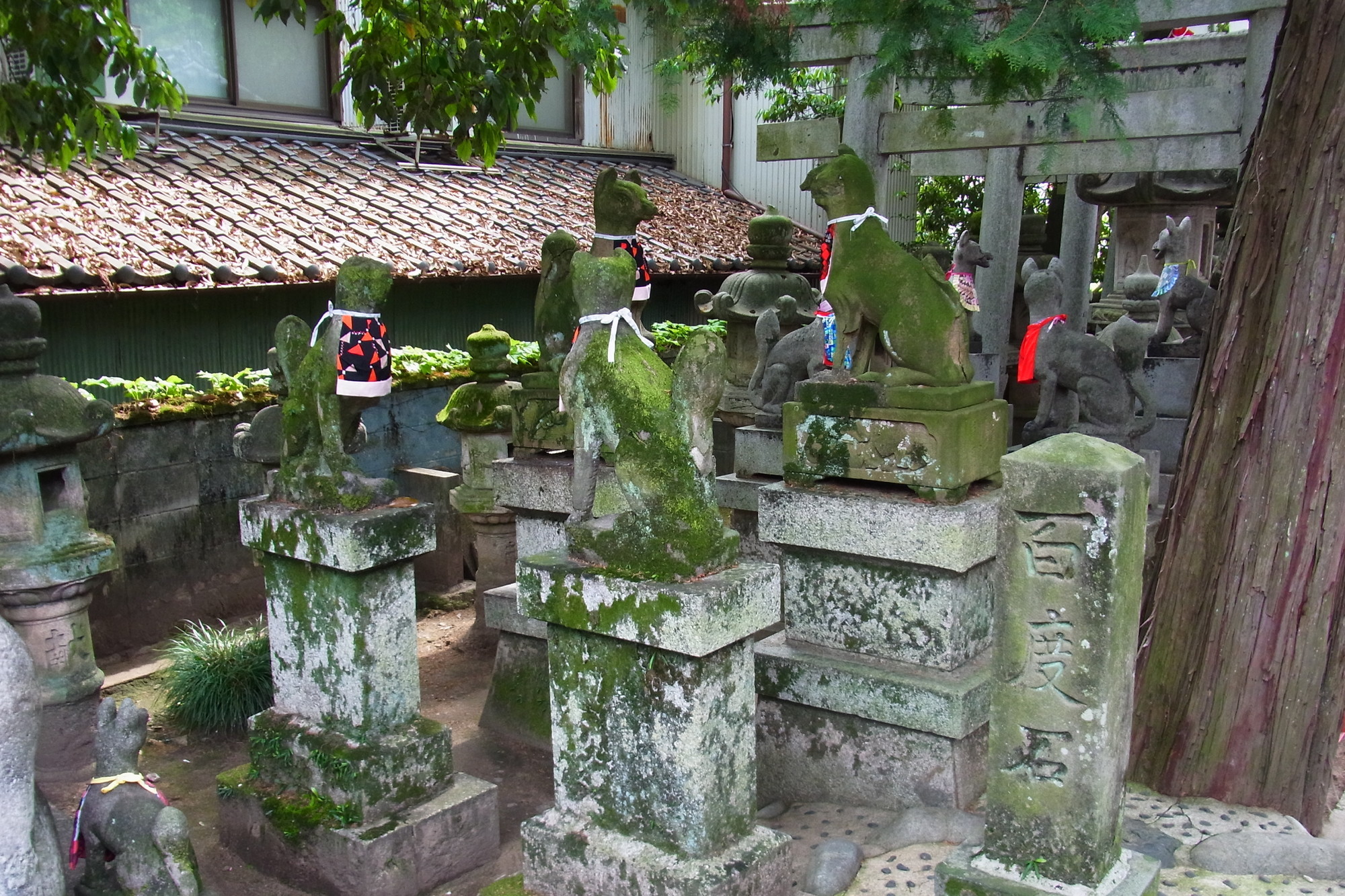 f:id:koikesan:20190503055102j:plain
