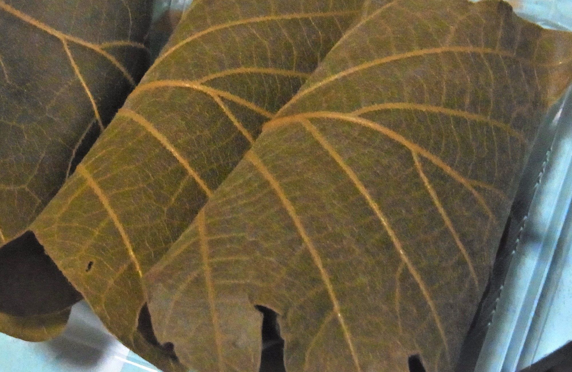 f:id:koikesan:20190505112630j:image