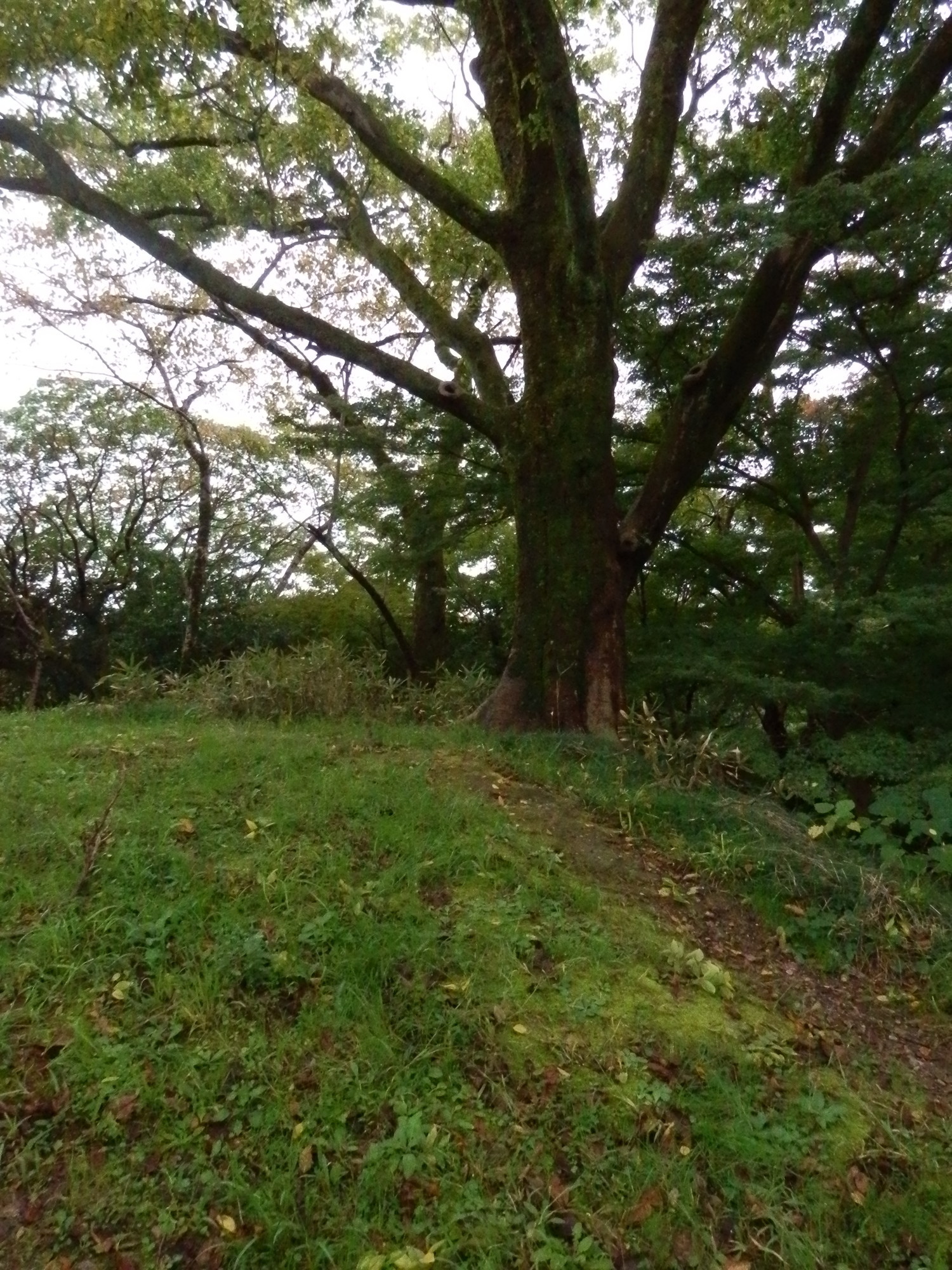 f:id:koikesan:20191026135031j:plain f:id:koikesan:20191026135031j:plain