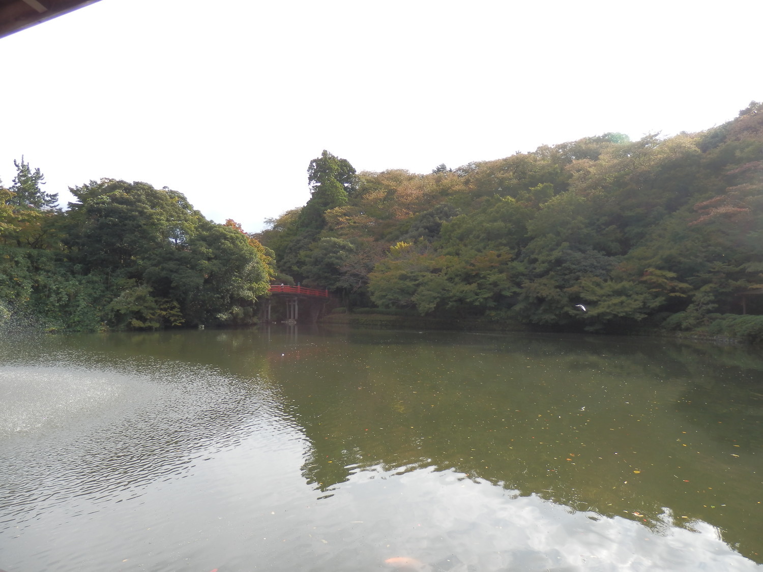 f:id:koikesan:20191026141717j:plain