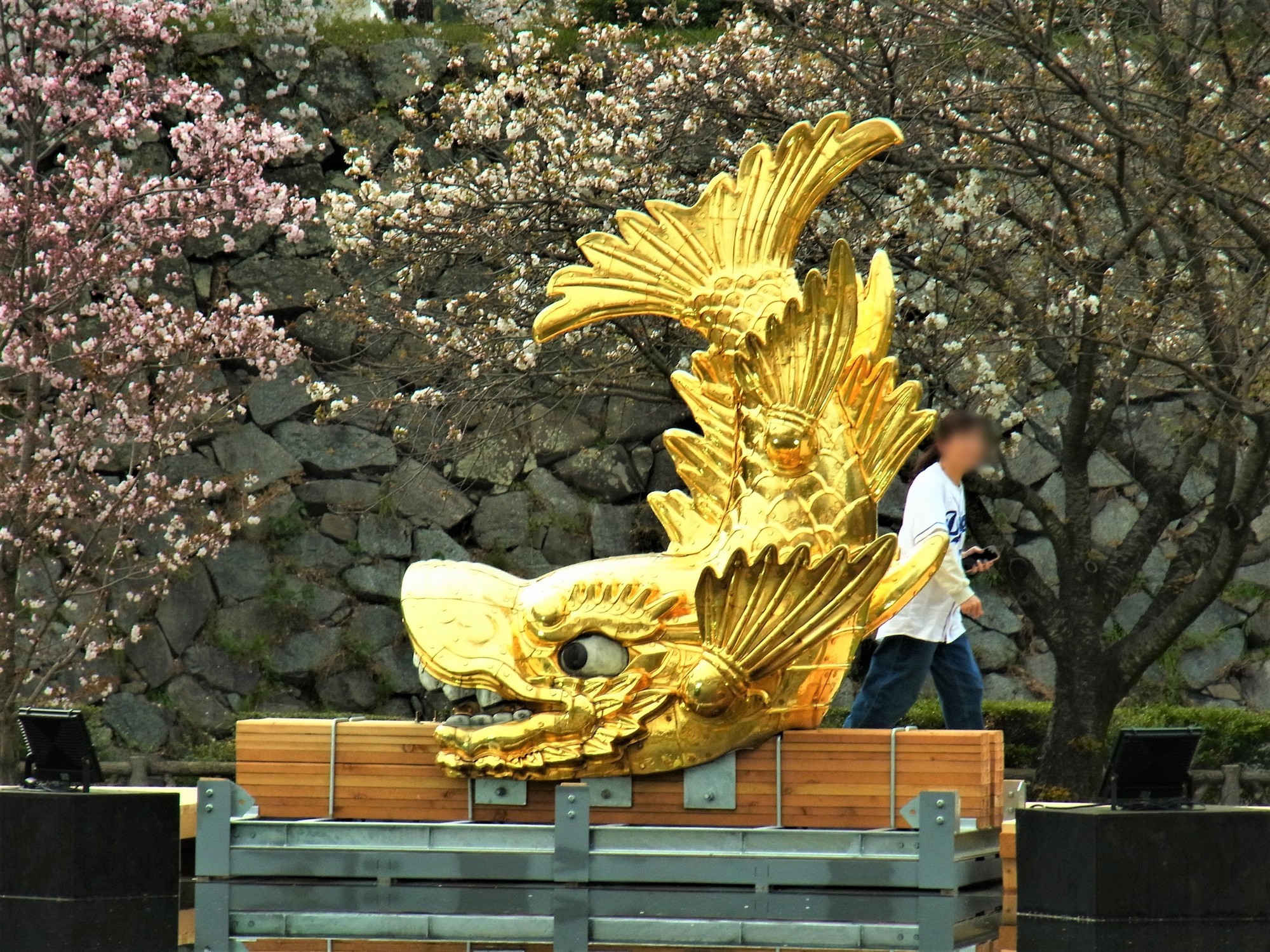 f:id:koikesan:20210330143329j:plain