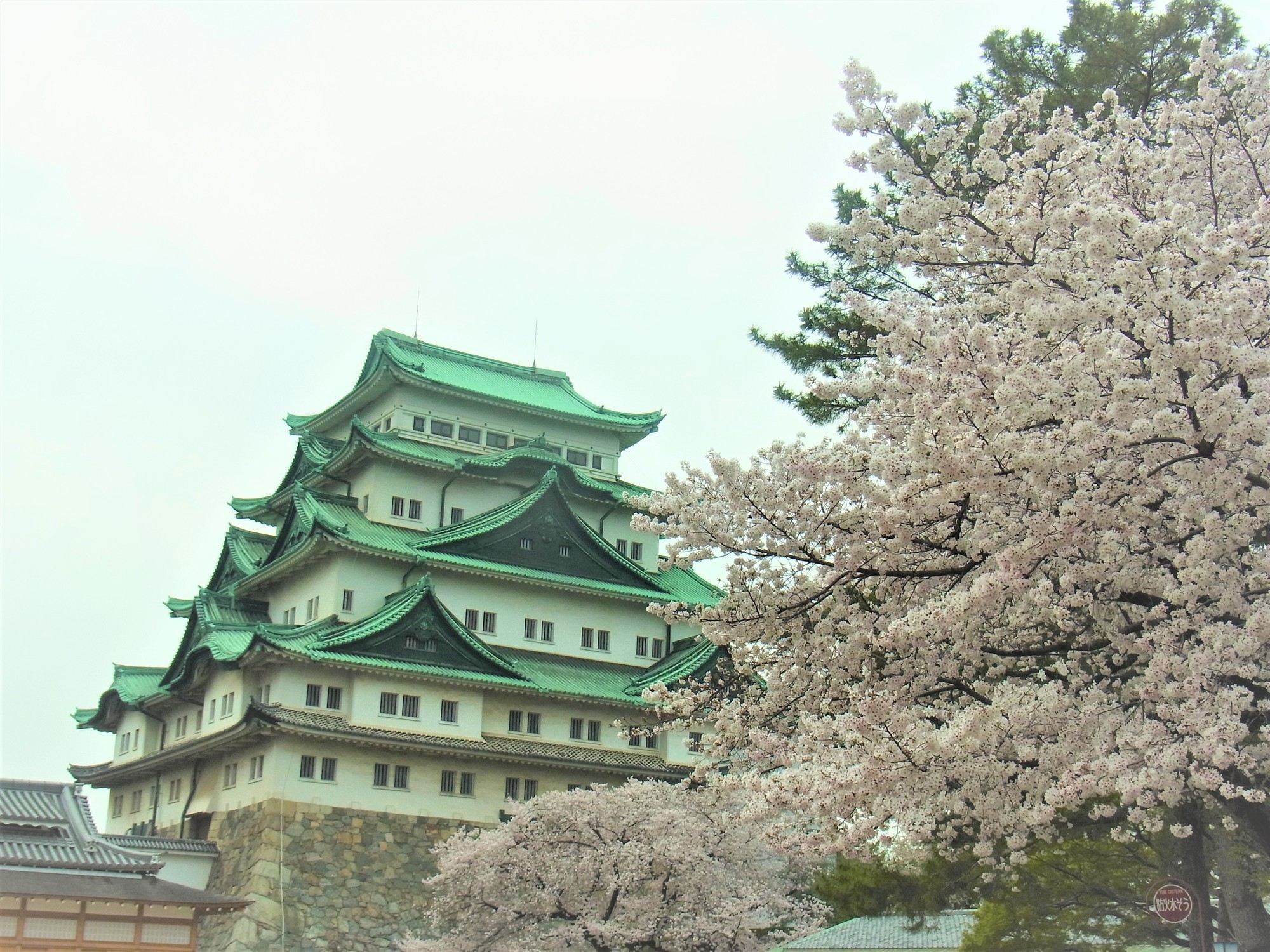 f:id:koikesan:20210330150041j:plain