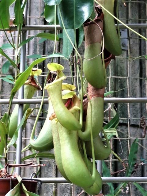 巨大花と食虫植物 - 藤子不二雄ファンはここにいる