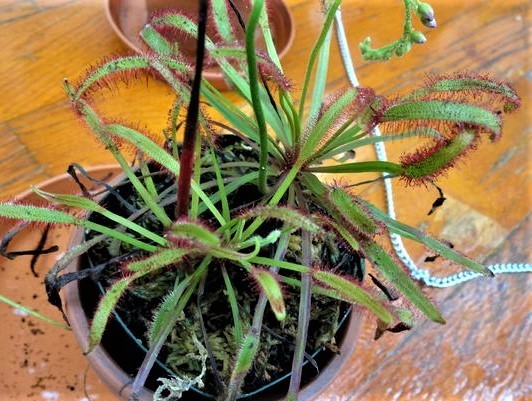 巨大花と食虫植物 - 藤子不二雄ファンはここにいる