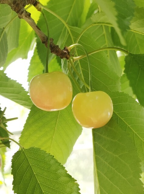 f:id:koikesan:20250607195708j:image