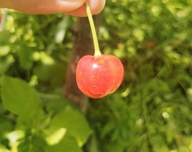 f:id:koikesan:20250607195715j:image