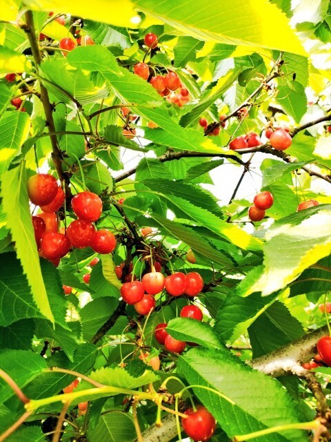 f:id:koikesan:20250607195723j:image