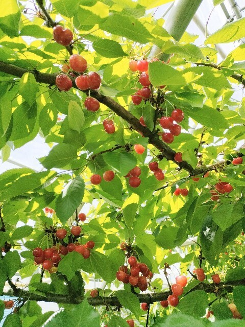 f:id:koikesan:20250607195732j:image