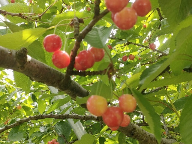 f:id:koikesan:20250607195755j:image