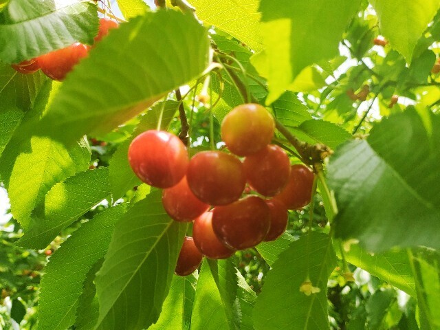 f:id:koikesan:20250607195807j:image