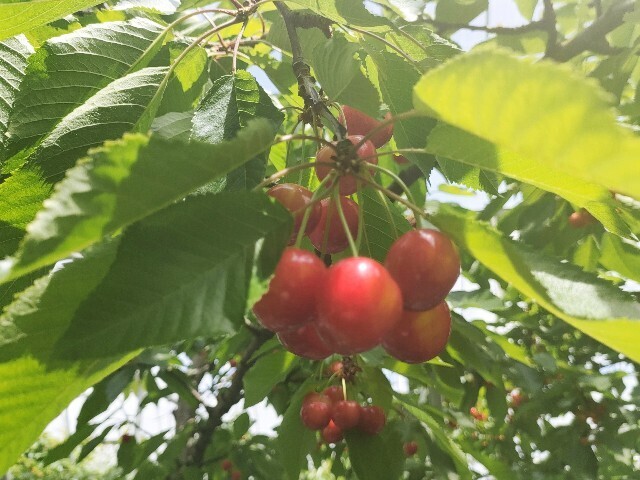 f:id:koikesan:20250607195811j:image