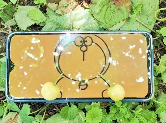 f:id:koikesan:20250608102510j:image