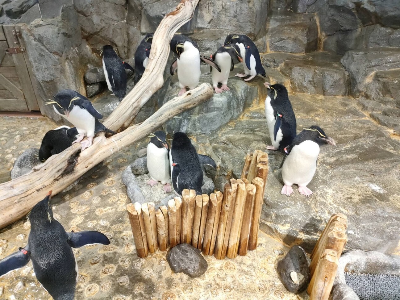 f:id:koikesan:20251226074038j:image