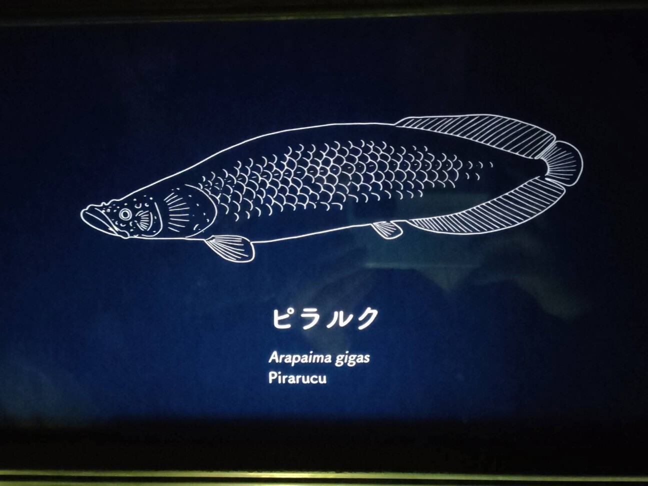 f:id:koikesan:20251226074945j:image