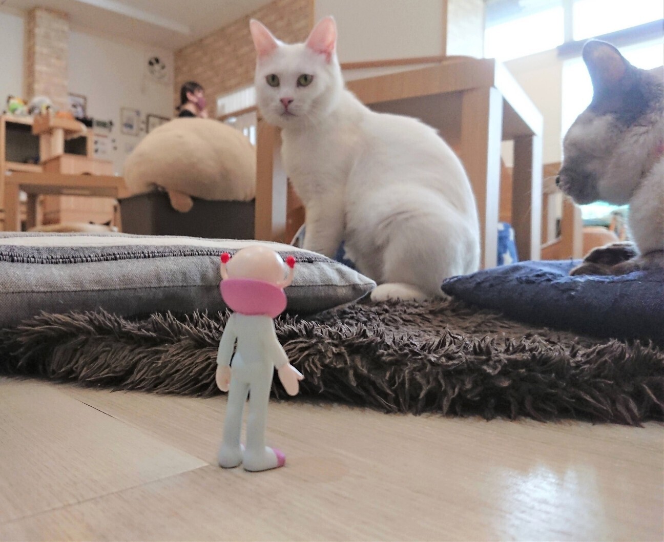 f:id:koikesan:20260222183106j:image