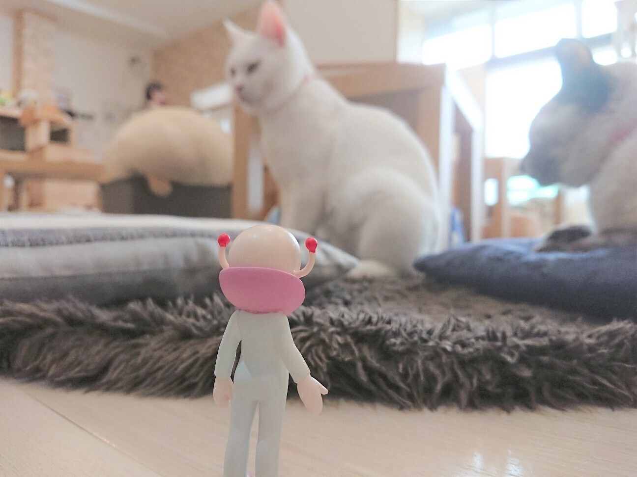 f:id:koikesan:20260222183107j:image