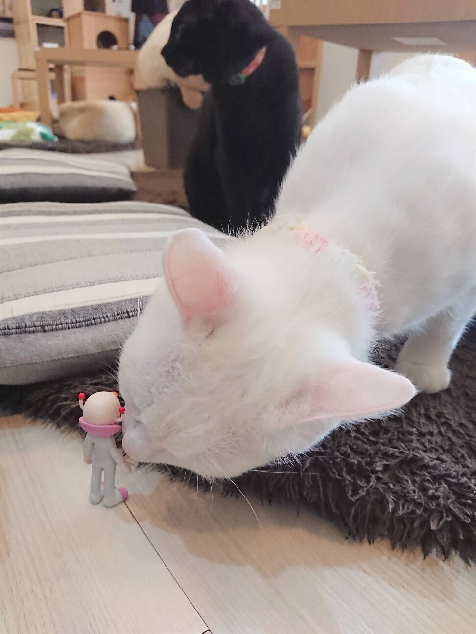 f:id:koikesan:20260222183110j:image