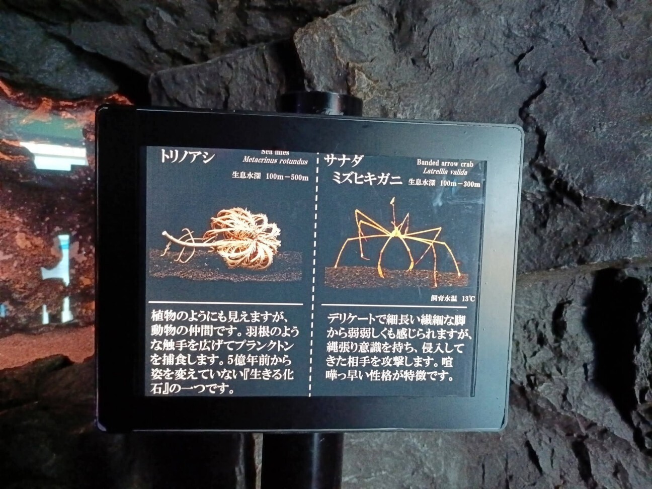 f:id:koikesan:20260311114246j:image