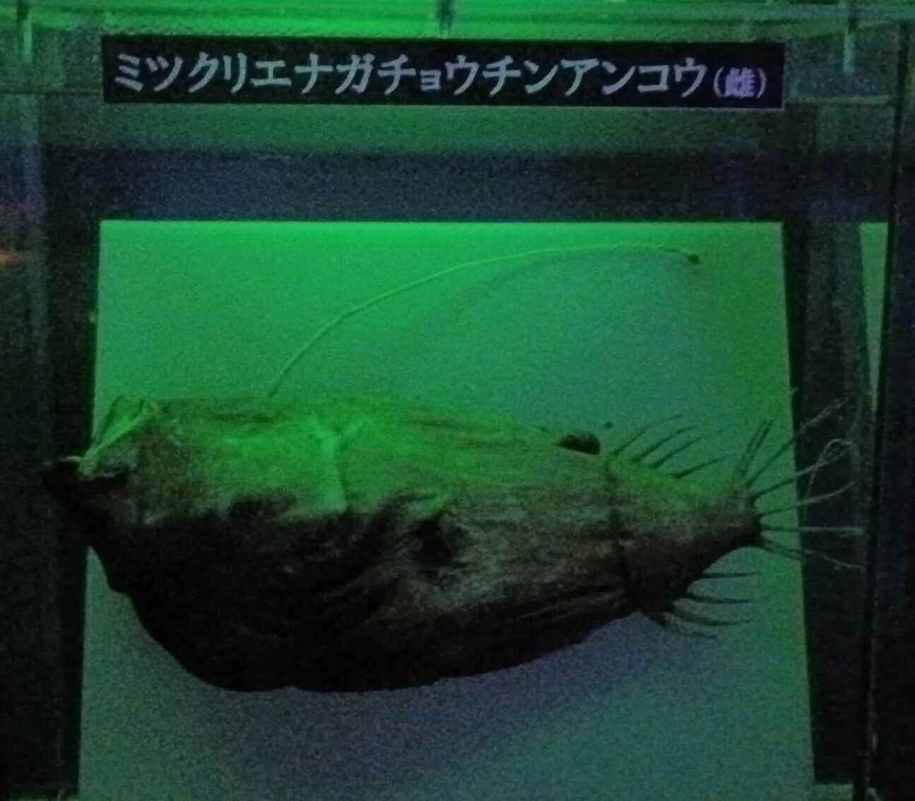 f:id:koikesan:20260311120948j:image
