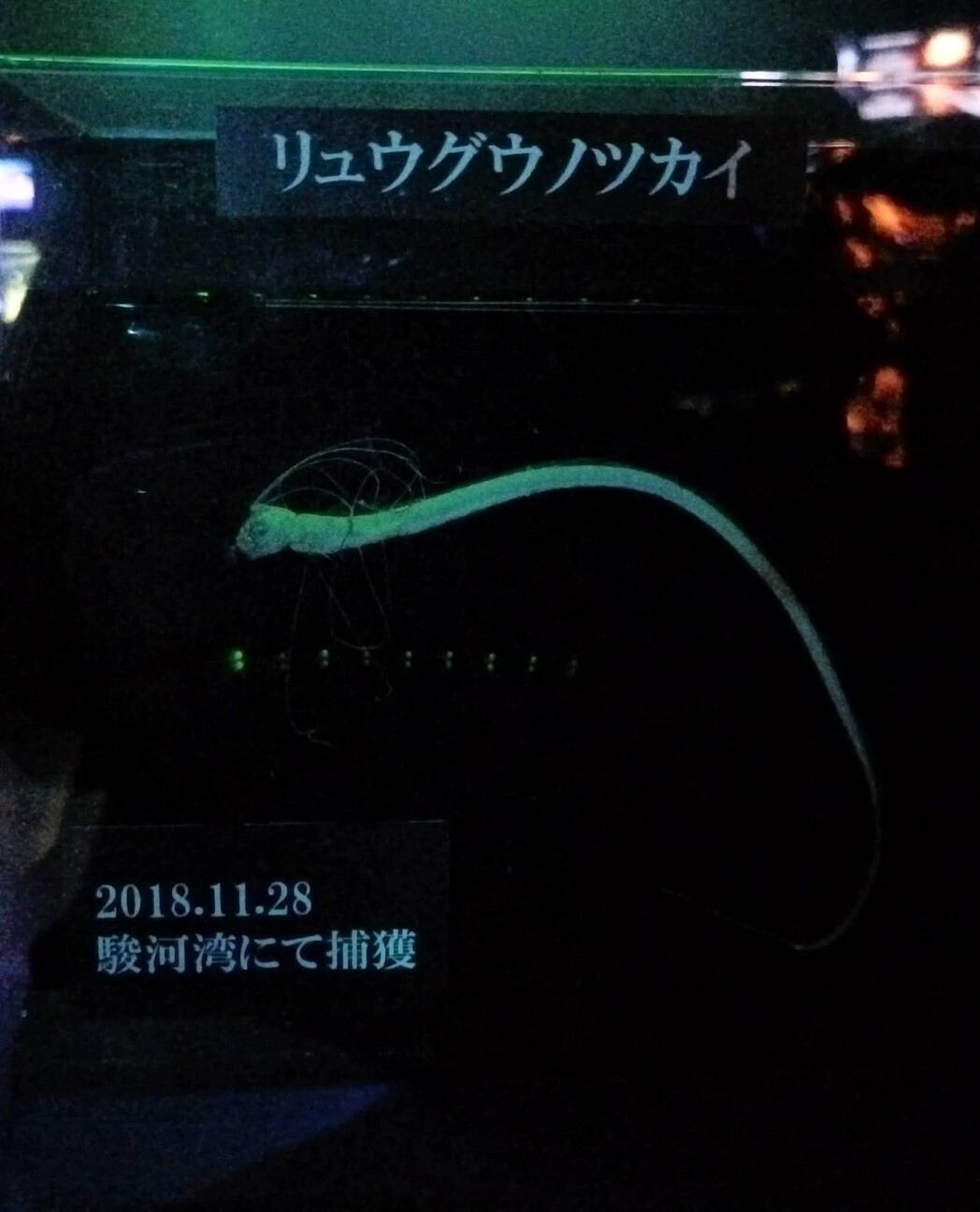 f:id:koikesan:20260311121117j:image