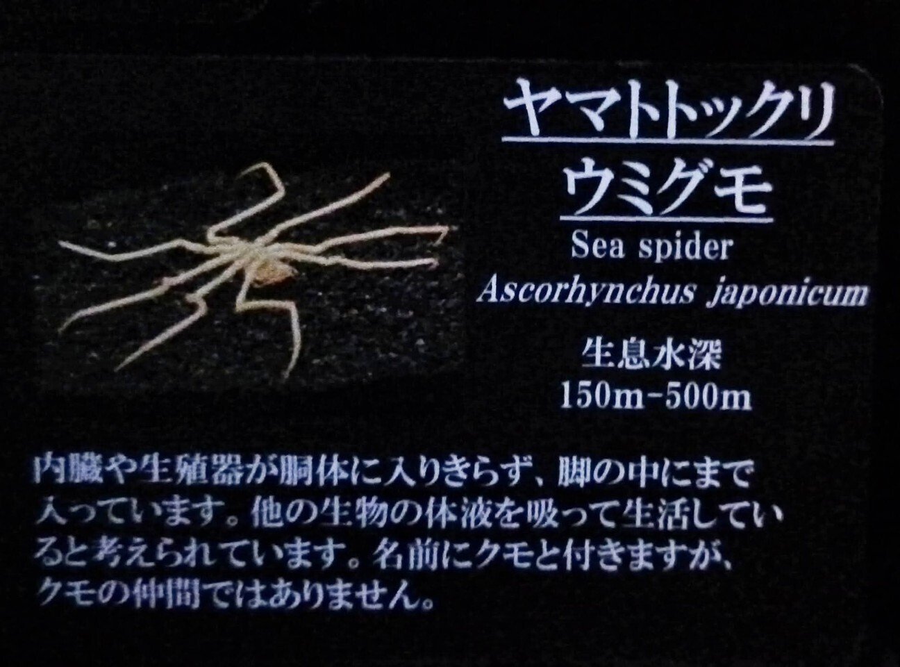 f:id:koikesan:20260311121229j:image