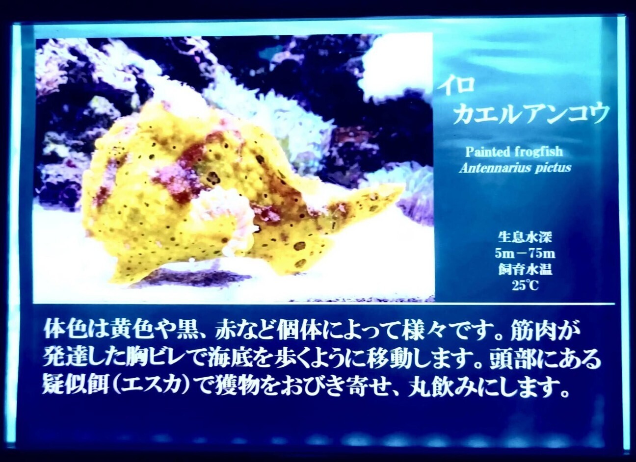 f:id:koikesan:20260311121423j:image