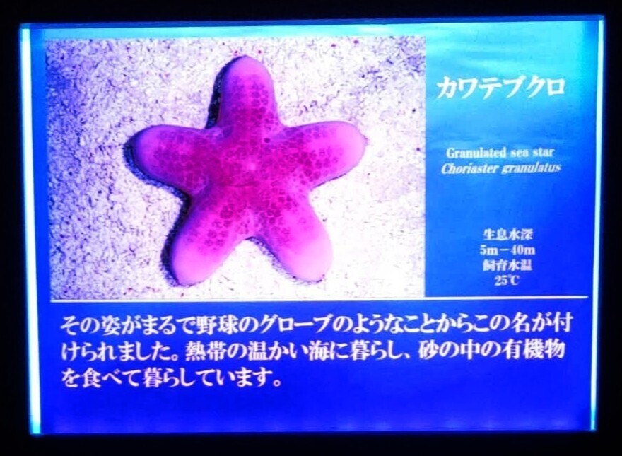 f:id:koikesan:20260311121803j:image