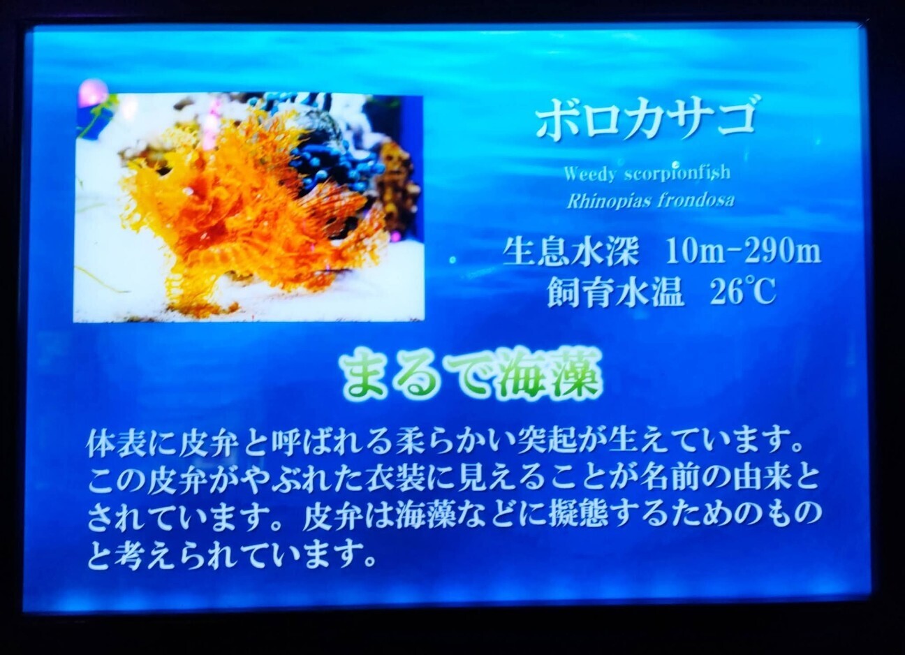 f:id:koikesan:20260311121836j:image