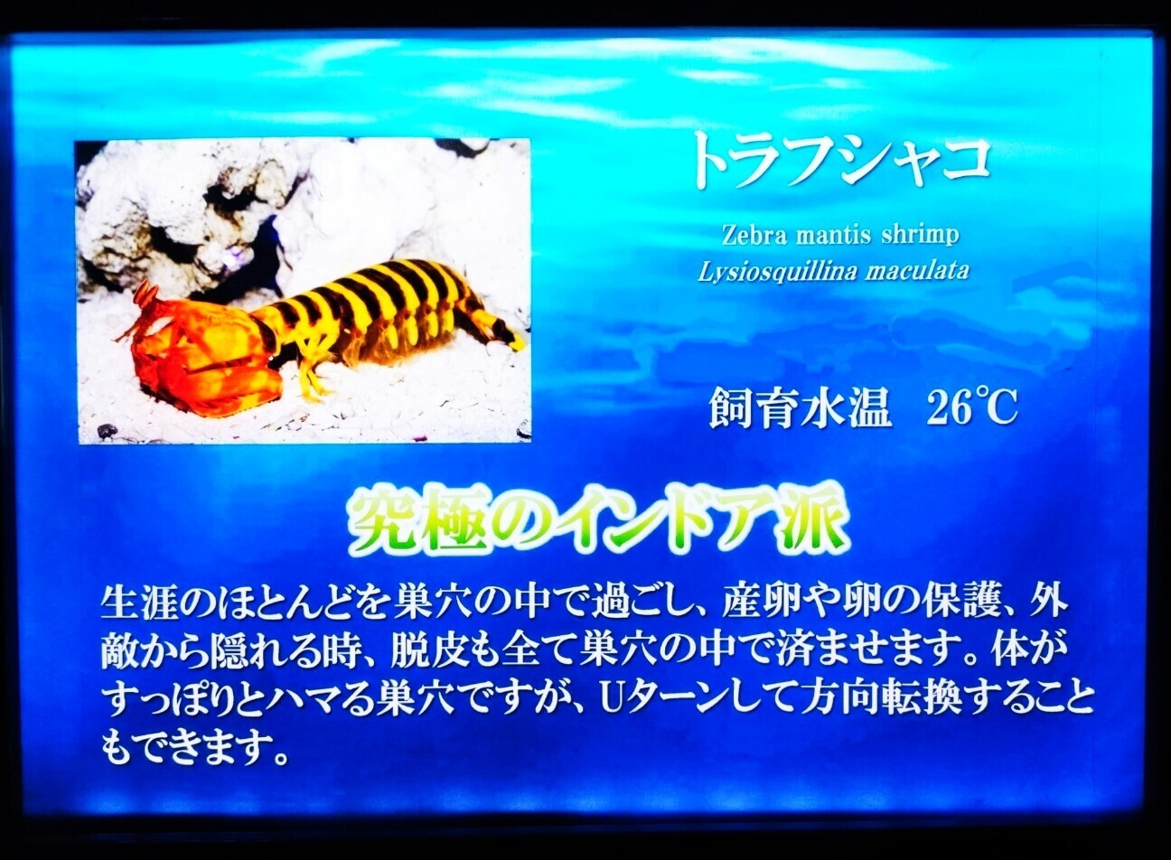 f:id:koikesan:20260311122041j:image
