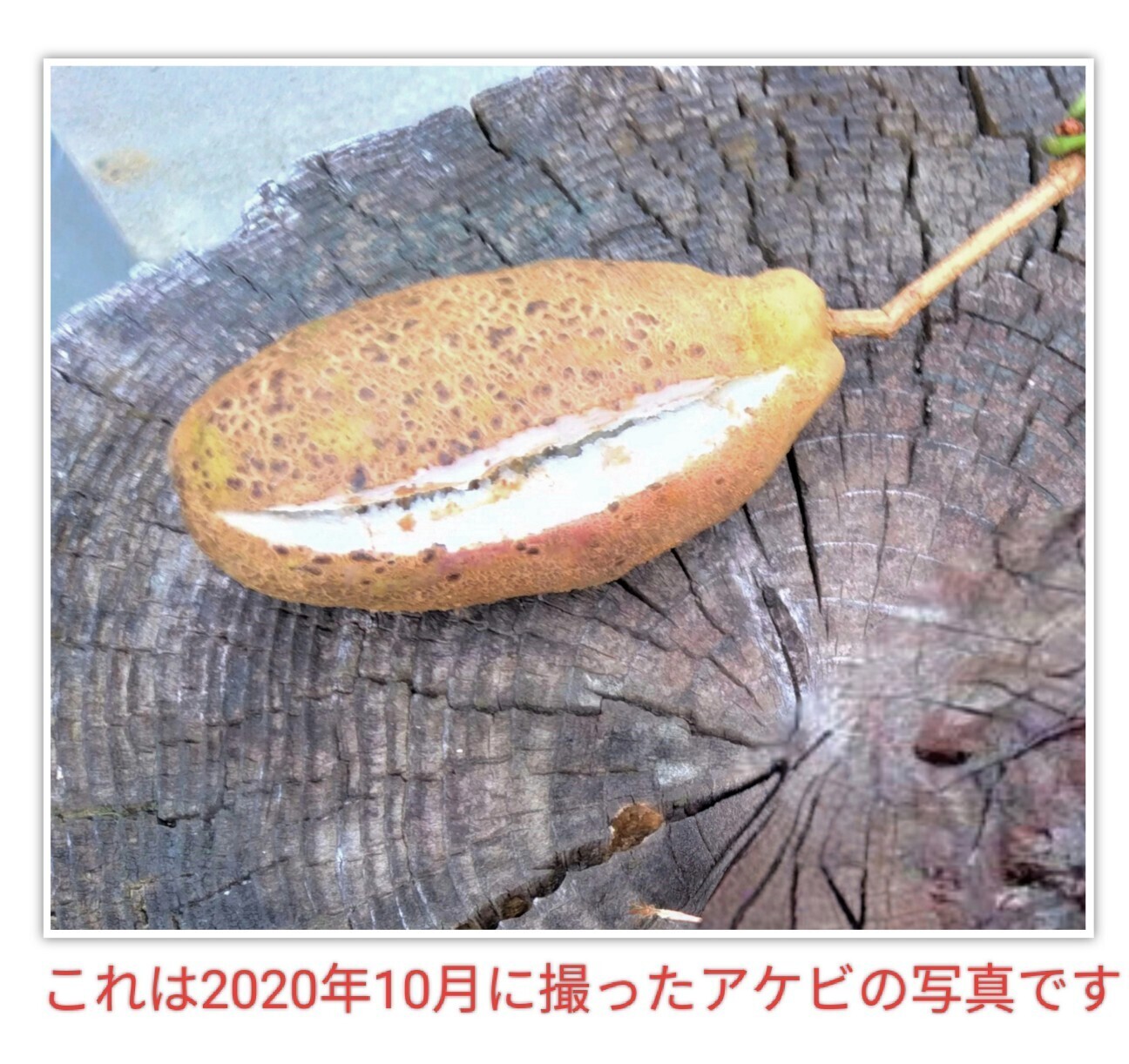 f:id:koikesan:20260926080550j:image