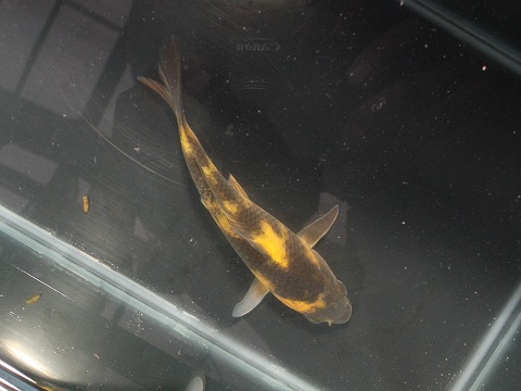 f:id:koikoimatsuda:20200410163507j:plain