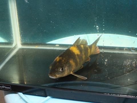 f:id:koikoimatsuda:20200410163609j:plain